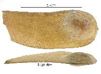Platypodium elegans image