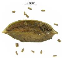 Image of Pogonopus speciosus