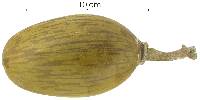 Pseudobombax septenatum image