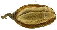 Pseudobombax septenatum image