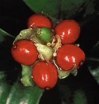 Image of Psychotria chagrensis