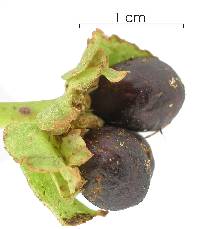 Image of Carapichea ipecacuanha