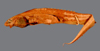 Notacanthidae image
