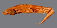 Image of Notacanthus spinosus