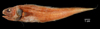 Monomitopus torvus image