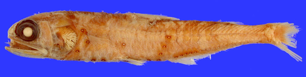 Myctophidae image