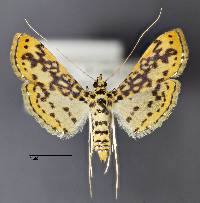 Image of Asturodes fimbriauralis