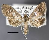 Microthyris alvinalis image