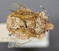 Pelidnocoris majusculus image