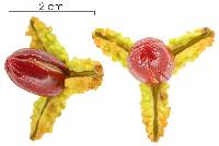 Trichilia tuberculata image
