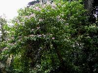 Trichospermum galeottii image