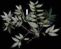 Image of Gloeospermum pauciflorum
