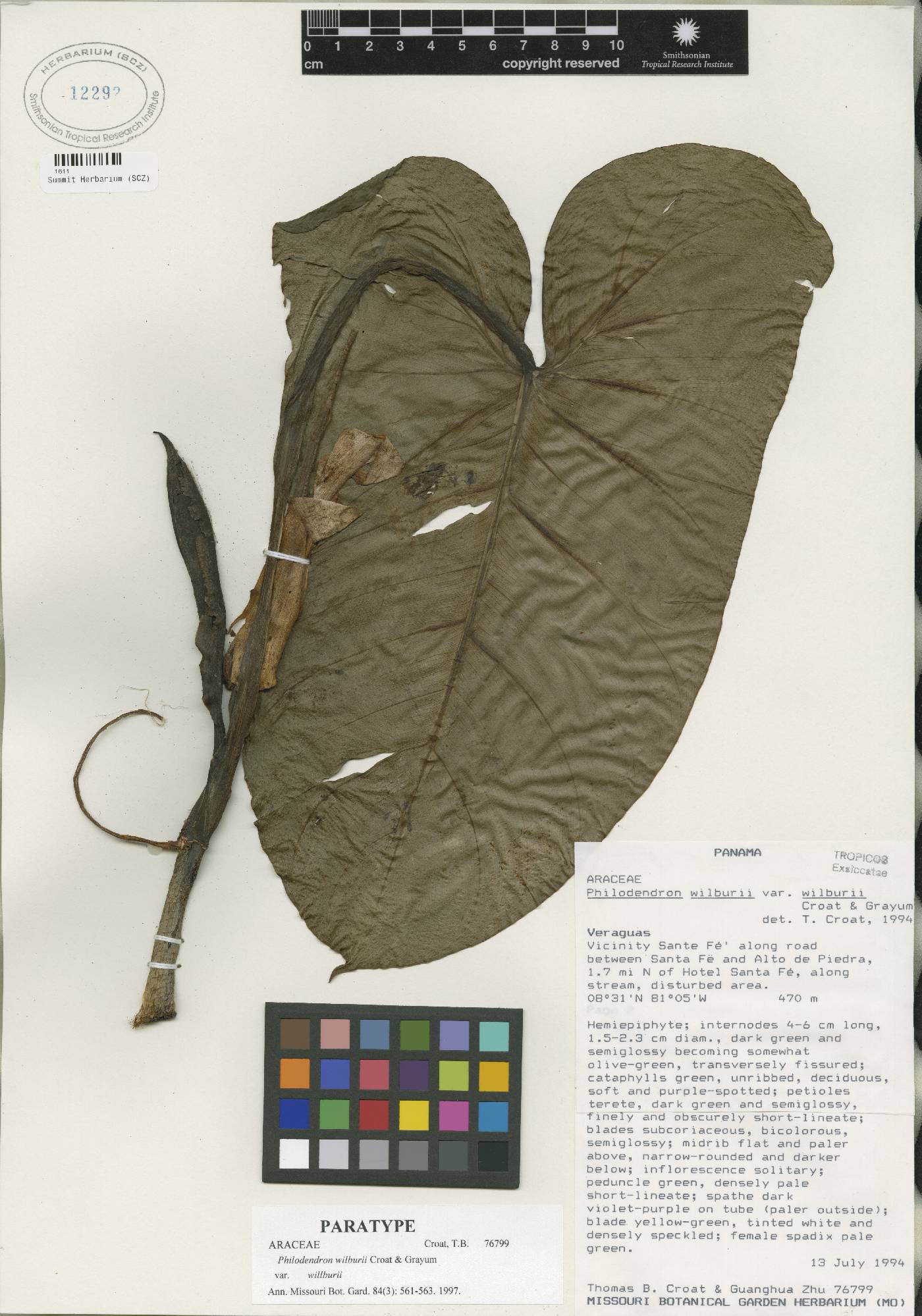 Philodendron wilburii var. willburii image