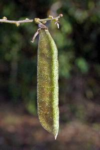 Image of Dioclea guianensis