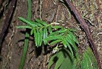 Image of Dichaea panamensis