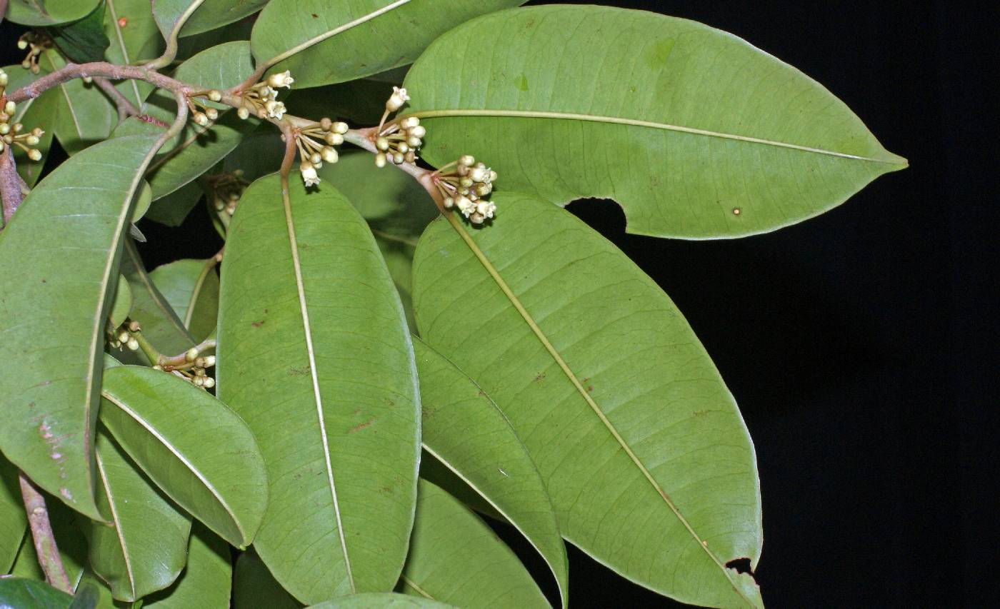 Chrysophyllum argenteum subsp. panamense image
