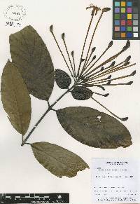 Posoqueria latifolia image