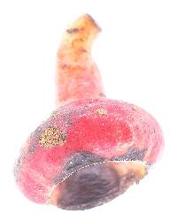 Nectandra umbrosa image