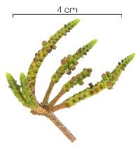 Image of Oryctanthus cordifolius